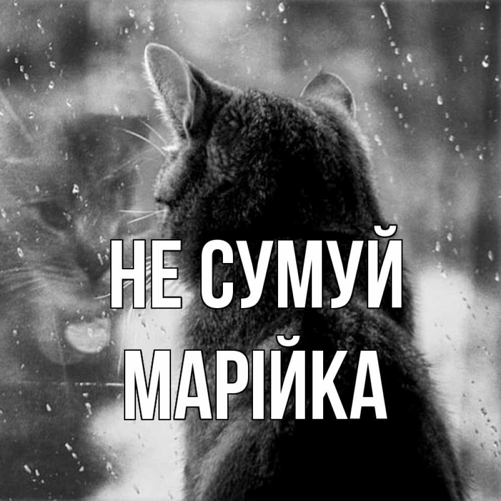 Открытка на каждый день з підписом, Марійка Не сумуй отражение кота 1 Прикольна листівка з побажанням онлайн скачати безкоштовно 
