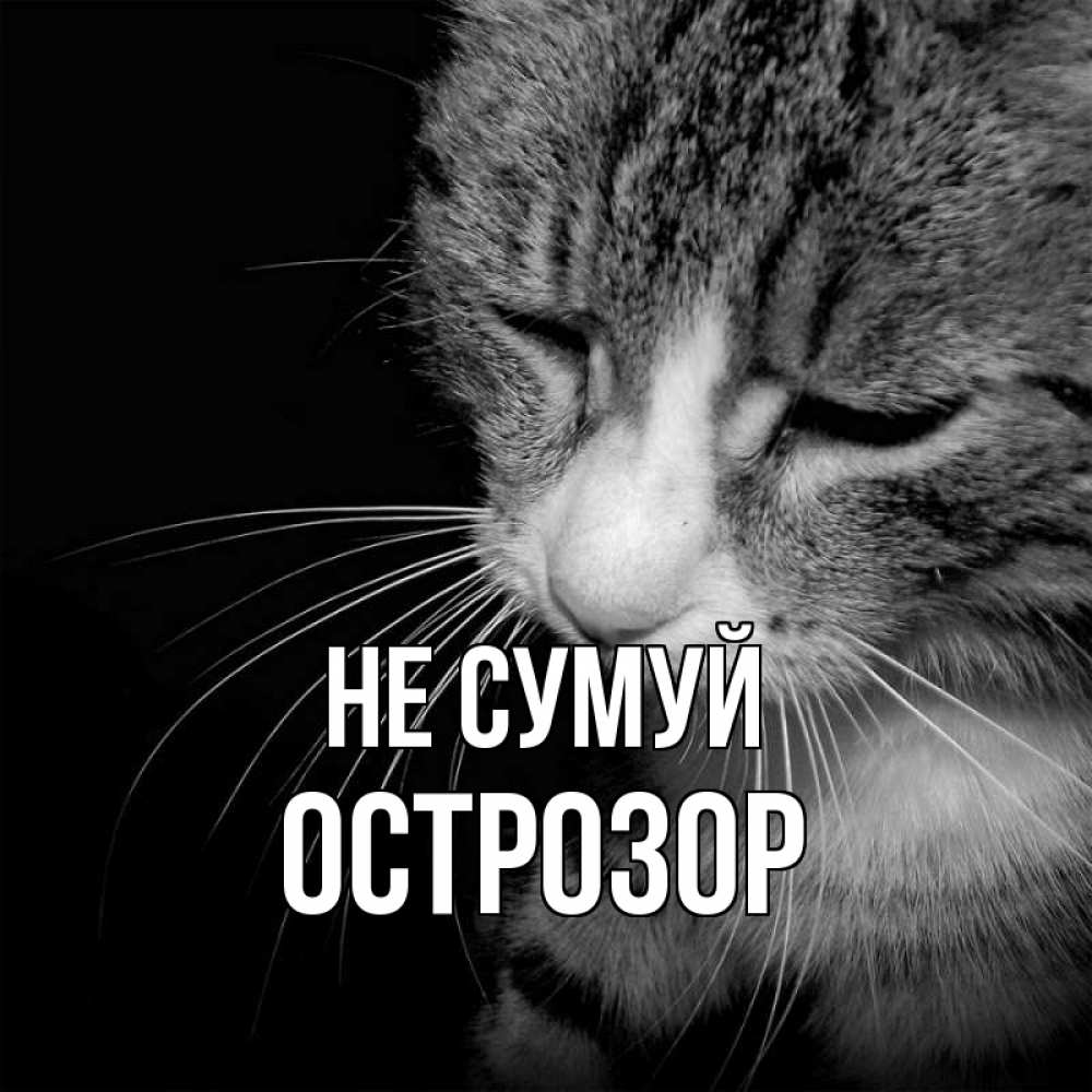 Открытка на каждый день з підписом, Острозор Не сумуй грустный котик Прикольна листівка з побажанням онлайн скачати безкоштовно 