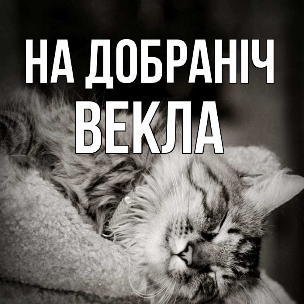 Открытка на каждый день з підписом, Векла На добраніч котярик пушистый Прикольна листівка з побажанням онлайн скачати безкоштовно 
