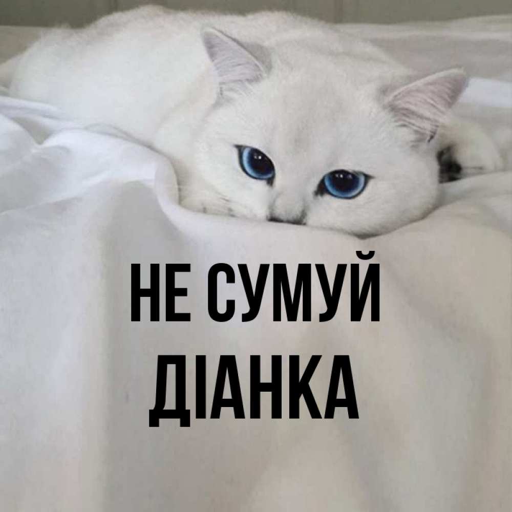 Открытка на каждый день з підписом, Діанка Не сумуй Голубоглазая кошка Прикольна листівка з побажанням онлайн скачати безкоштовно 