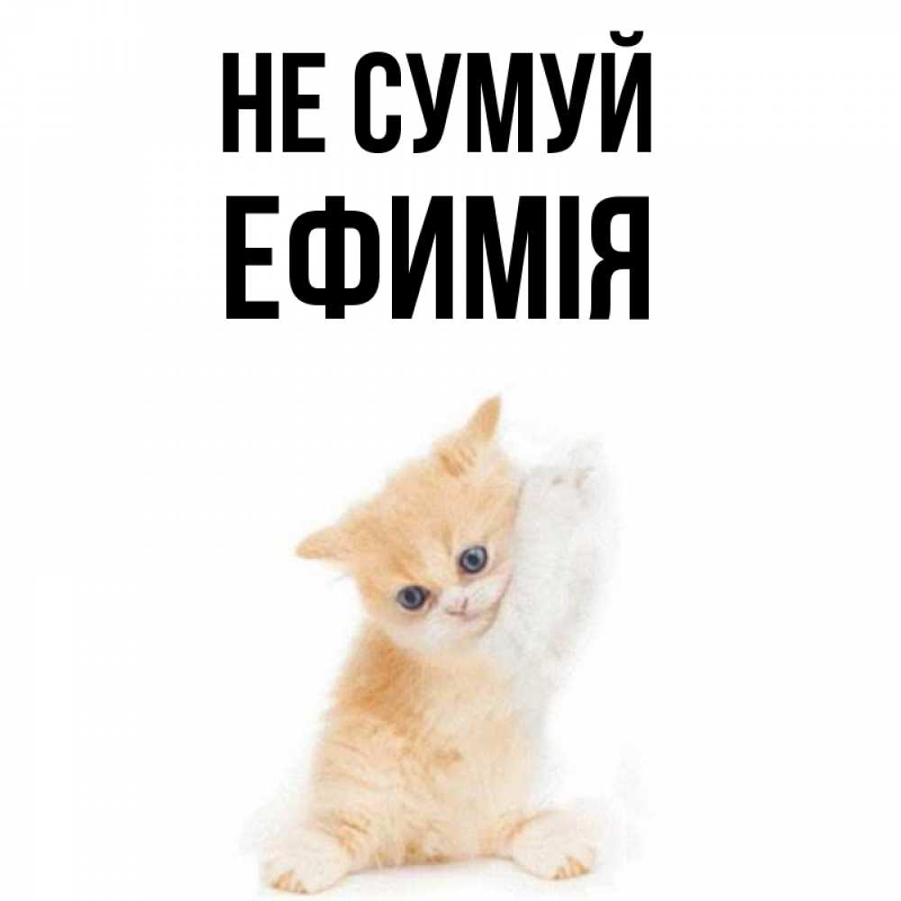 Открытка на каждый день з підписом, Ефимія Не сумуй просящий кот Прикольна листівка з побажанням онлайн скачати безкоштовно 
