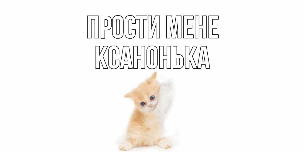 Открытка на каждый день з підписом, Ксанонька Прости мене кот Прикольна листівка з побажанням онлайн скачати безкоштовно 