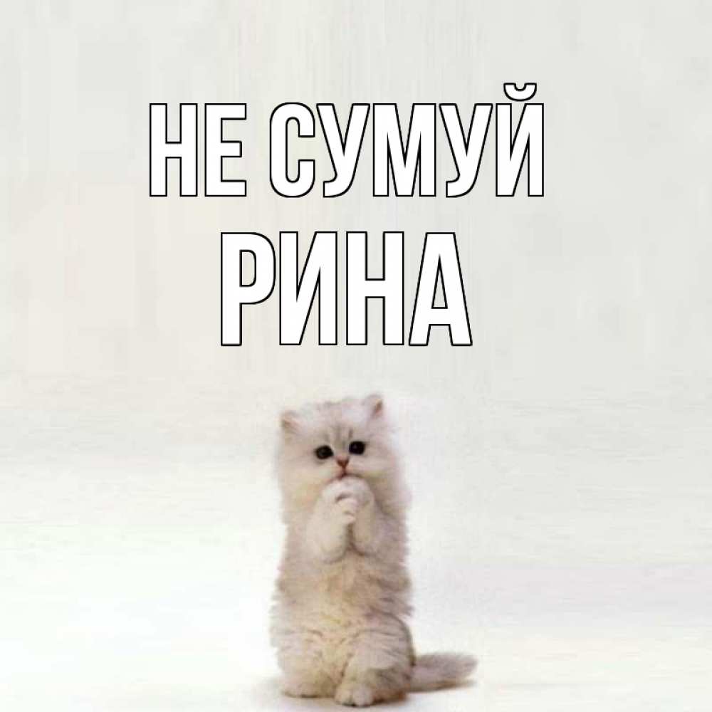 Открытка на каждый день з підписом, Рина Не сумуй грустный кот Прикольна листівка з побажанням онлайн скачати безкоштовно 