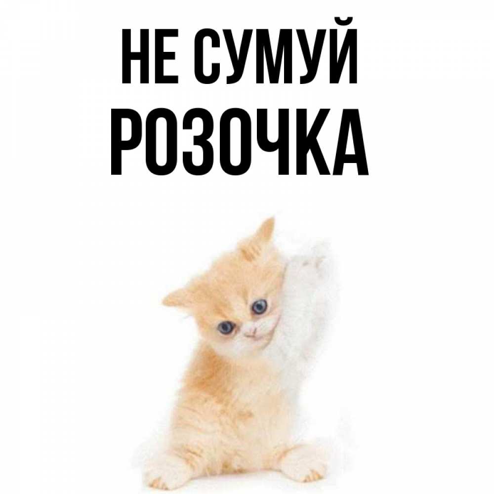 Открытка на каждый день з підписом, Розочка Не сумуй просящий кот Прикольна листівка з побажанням онлайн скачати безкоштовно 