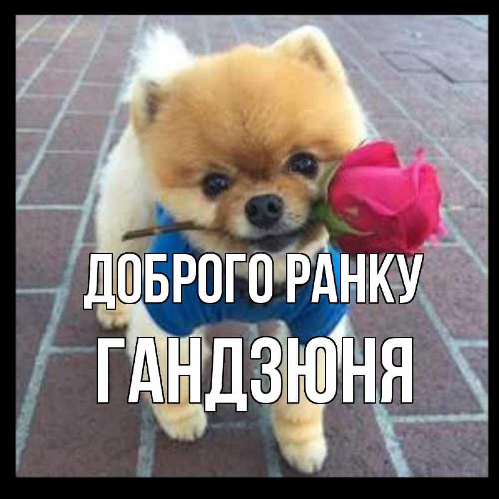 Открытка на каждый день з підписом, Гандзюня Доброго ранку роза в зубах Прикольна листівка з побажанням онлайн скачати безкоштовно 