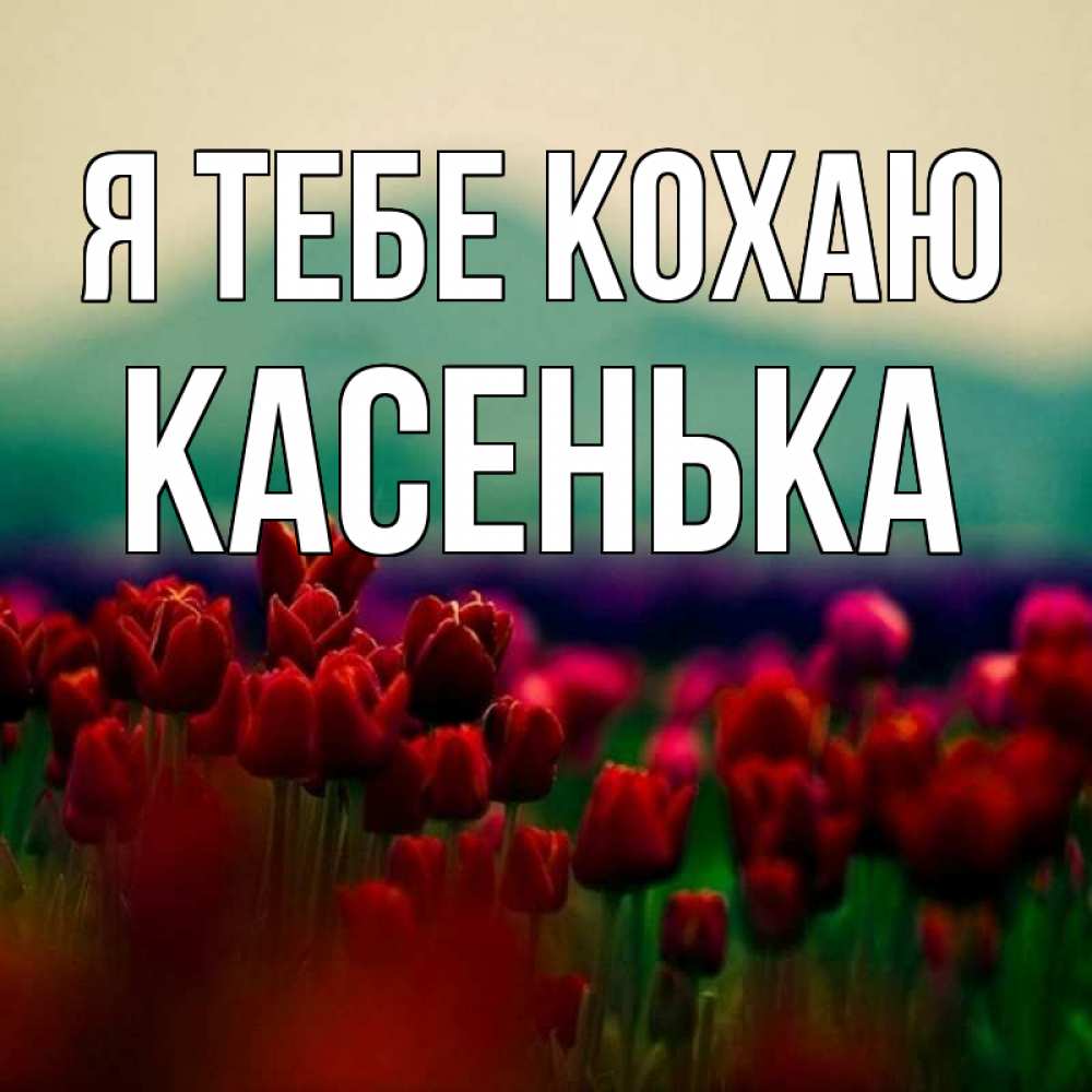 Открытка на каждый день з підписом, Касенька Я тебе кохаю тюльпаны 4 Прикольна листівка з побажанням онлайн скачати безкоштовно 