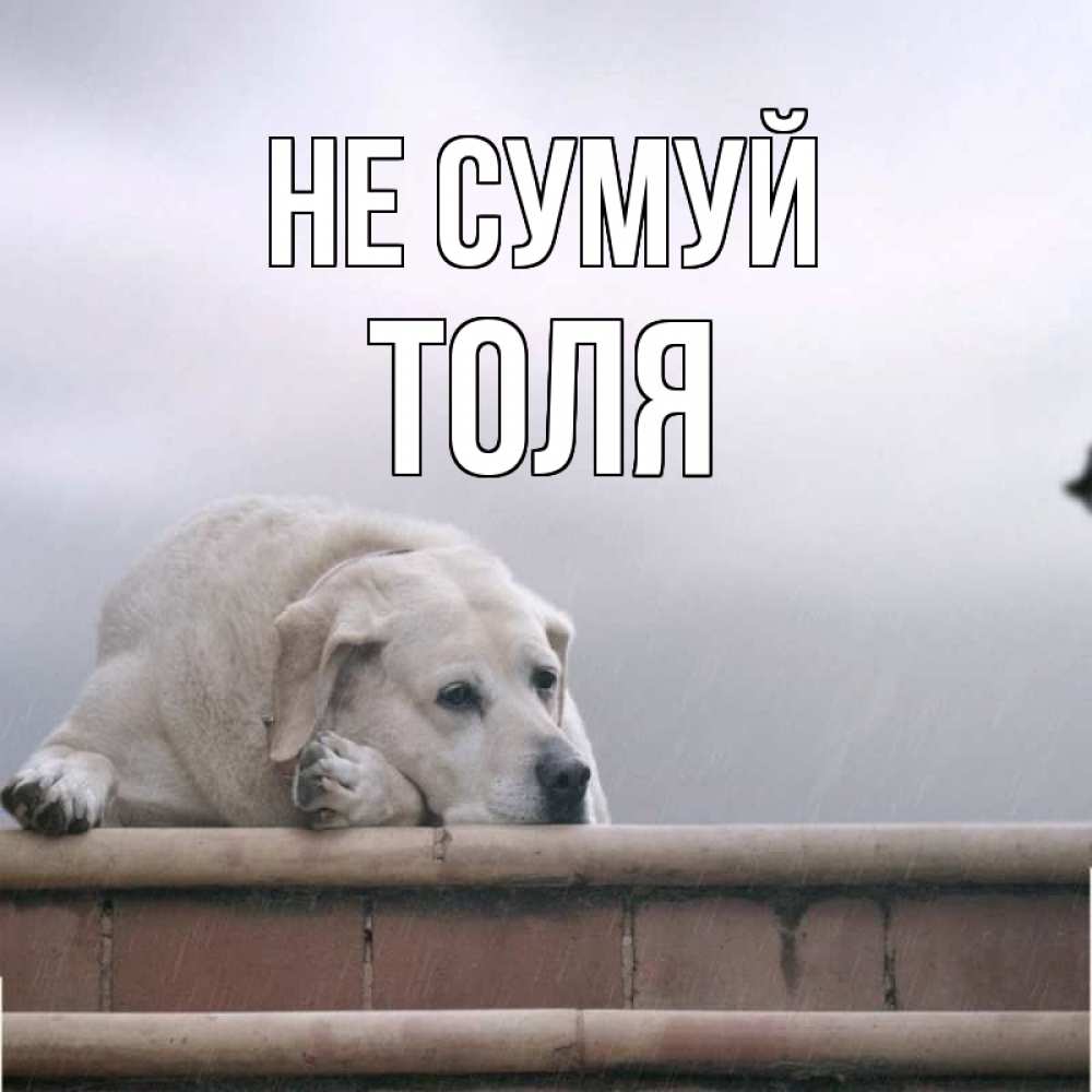 Открытка на каждый день з підписом, Толя Не сумуй белый пес 1 Прикольна листівка з побажанням онлайн скачати безкоштовно 