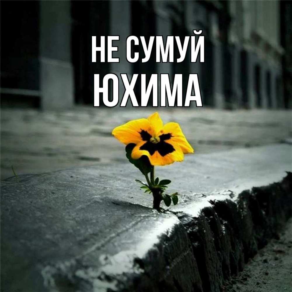 Открытка на каждый день з підписом, Юхима Не сумуй не сдавайся Прикольна листівка з побажанням онлайн скачати безкоштовно 