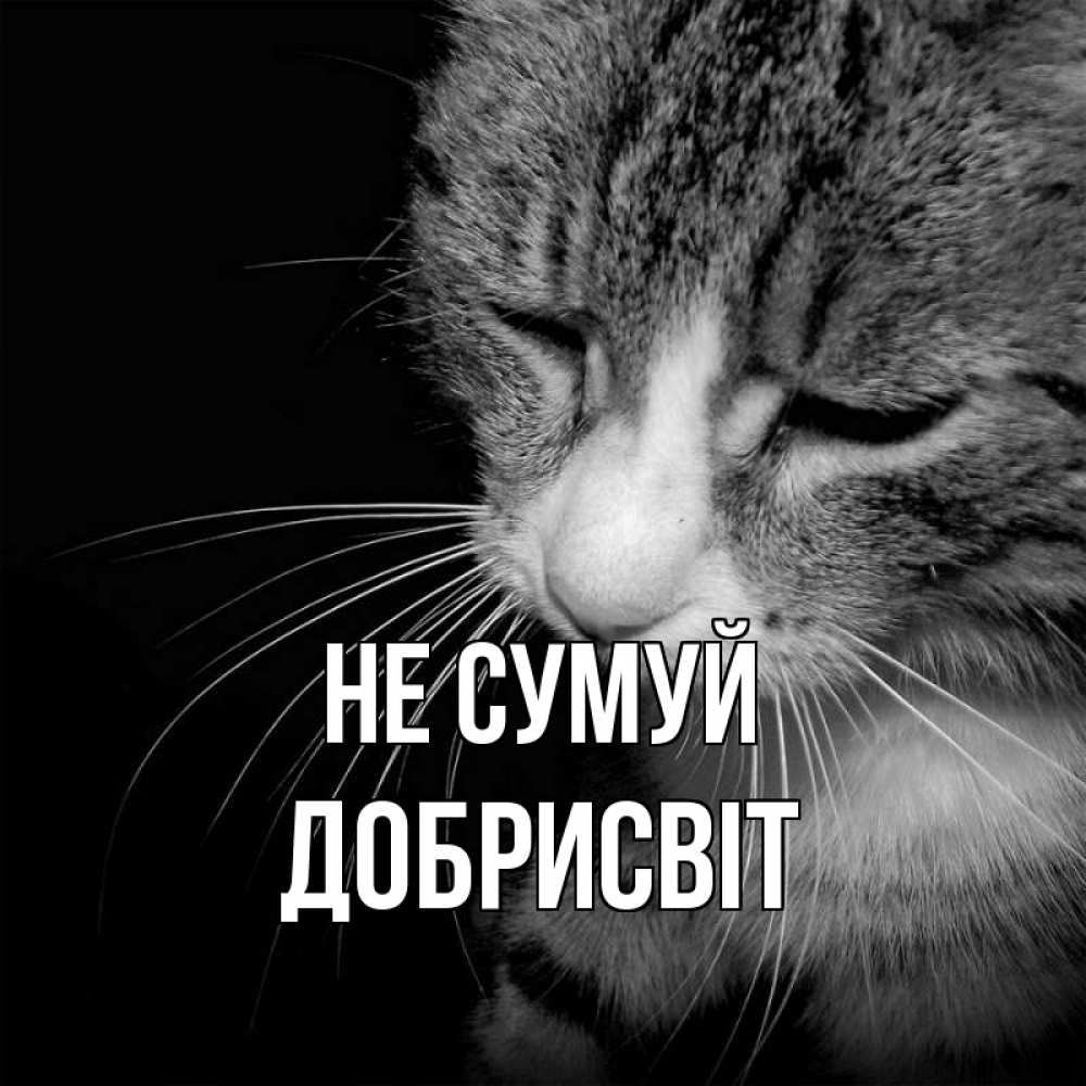 Открытка на каждый день з підписом, Добрисвіт Не сумуй грустный котик Прикольна листівка з побажанням онлайн скачати безкоштовно 