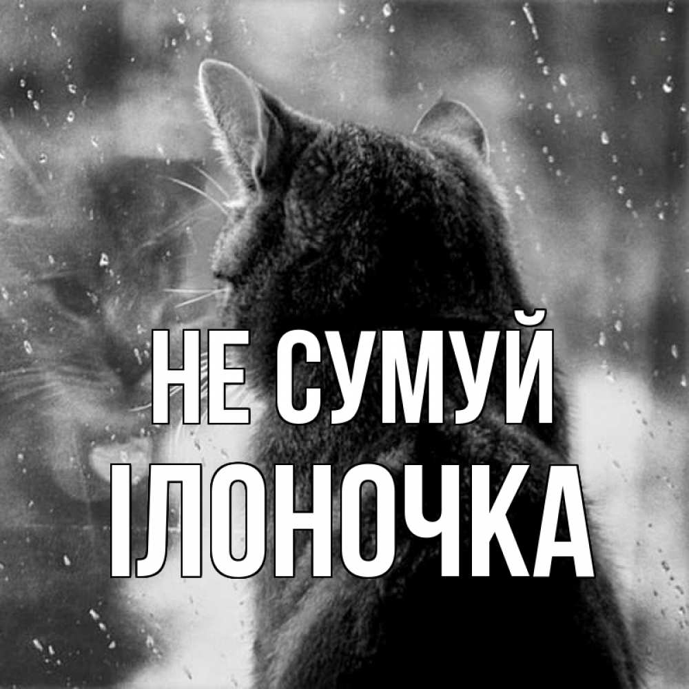 Открытка на каждый день з підписом, Ілоночка Не сумуй отражение кота 1 Прикольна листівка з побажанням онлайн скачати безкоштовно 