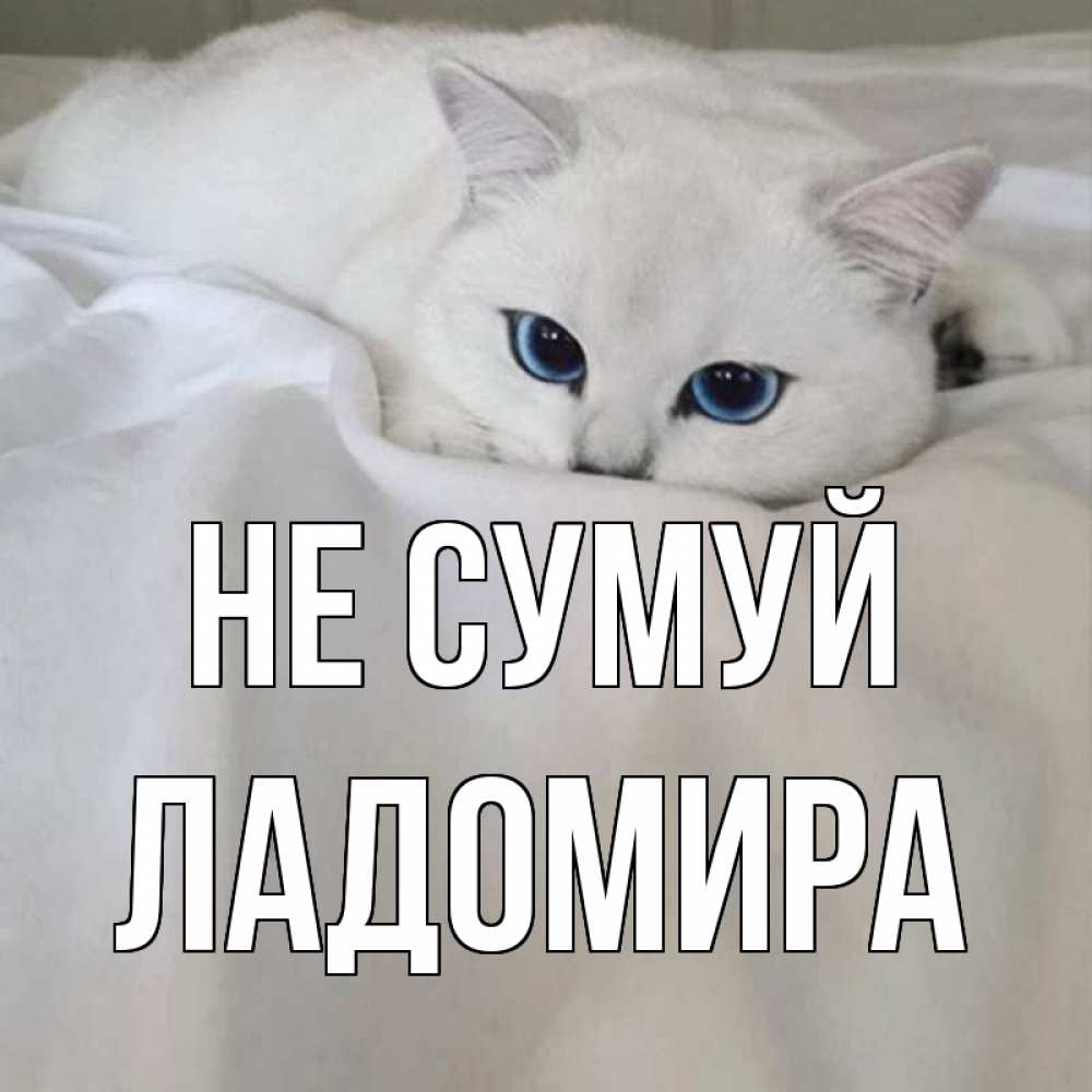 Открытка на каждый день з підписом, Ладомира Не сумуй белый кот с голубыми глазами на белоснежной кровати Прикольна листівка з побажанням онлайн скачати безкоштовно 