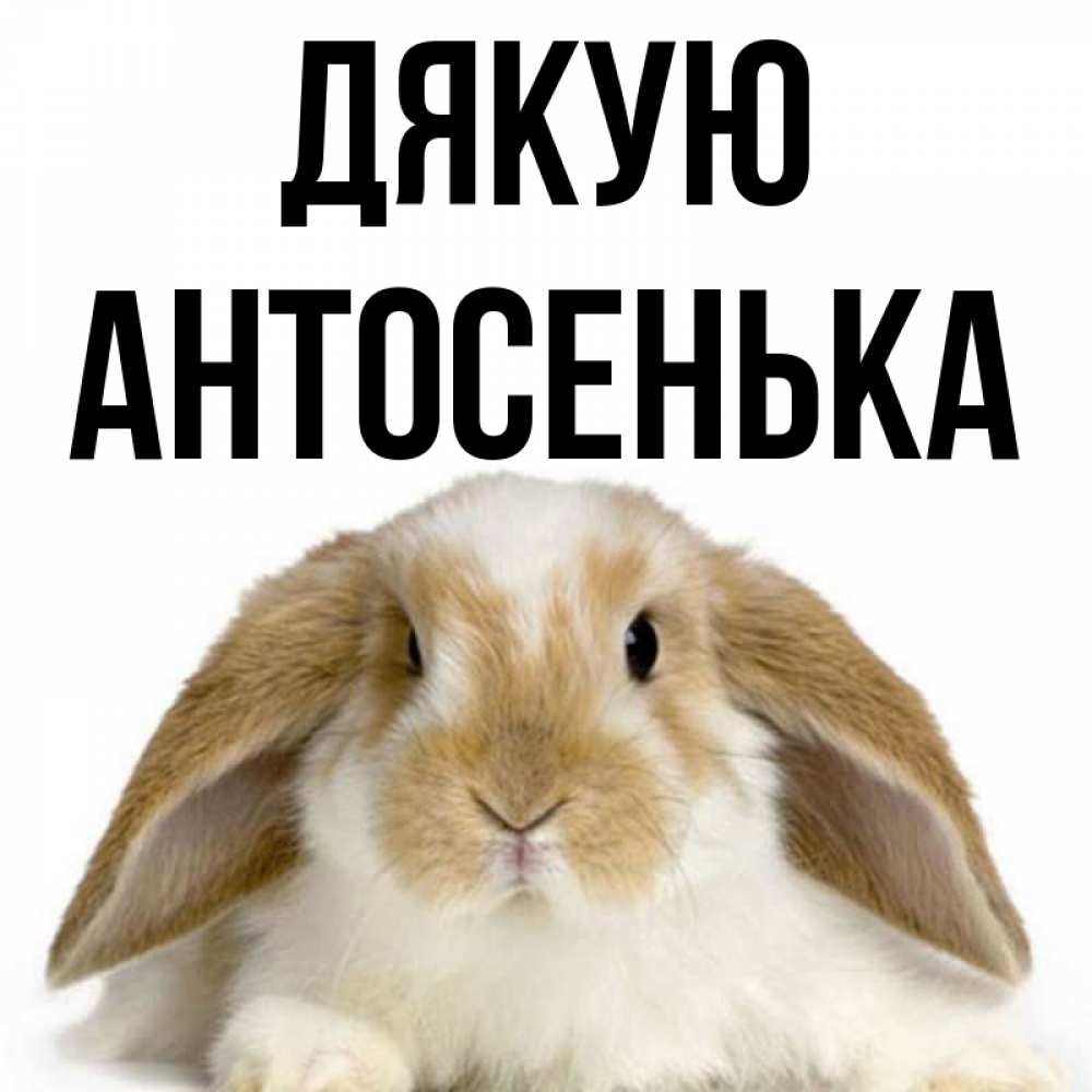Открытка на каждый день з підписом, Антосенька Дякую коричнево белый заяц Прикольна листівка з побажанням онлайн скачати безкоштовно 