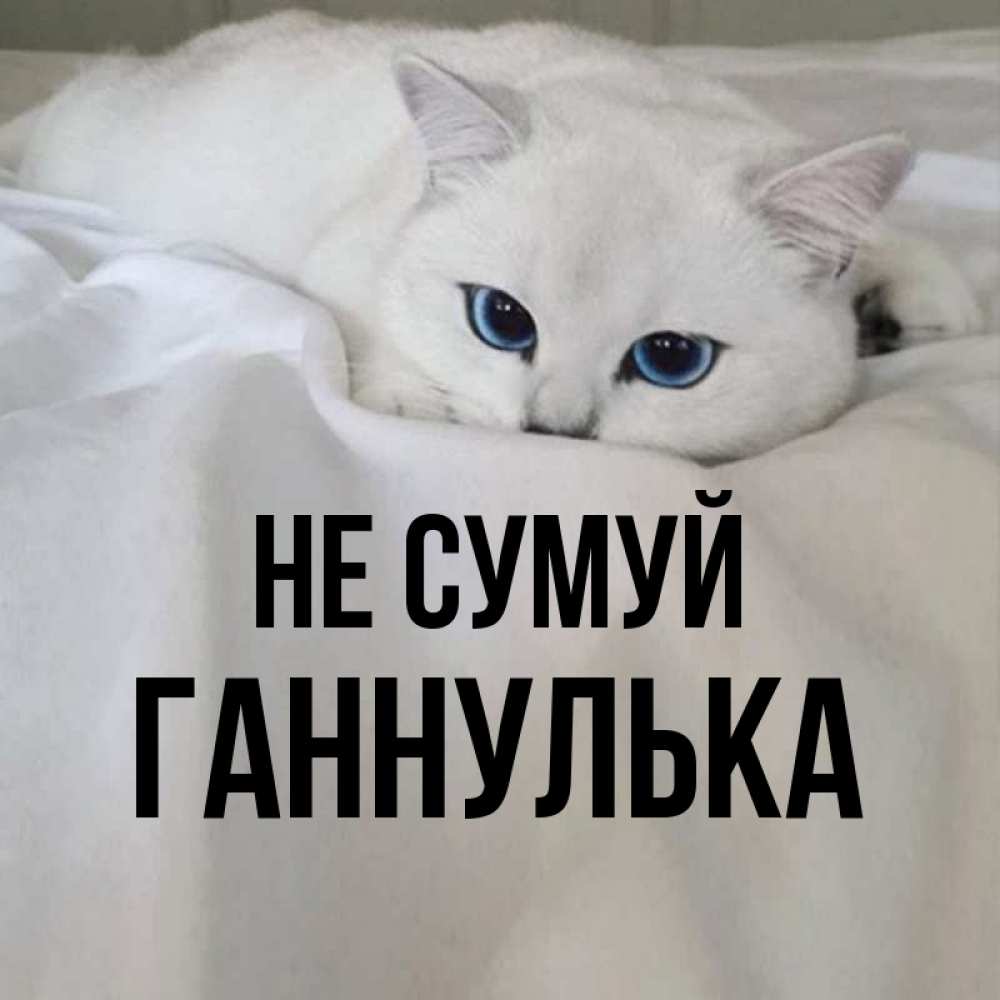 Открытка на каждый день з підписом, Ганнулька Не сумуй Голубоглазая кошка Прикольна листівка з побажанням онлайн скачати безкоштовно 