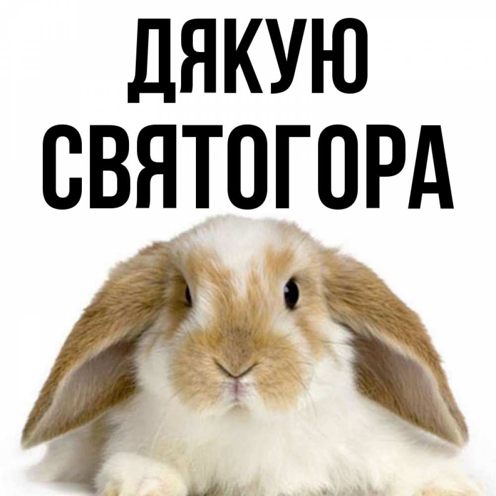 Открытка на каждый день з підписом, Святогора Дякую коричнево белый заяц Прикольна листівка з побажанням онлайн скачати безкоштовно 