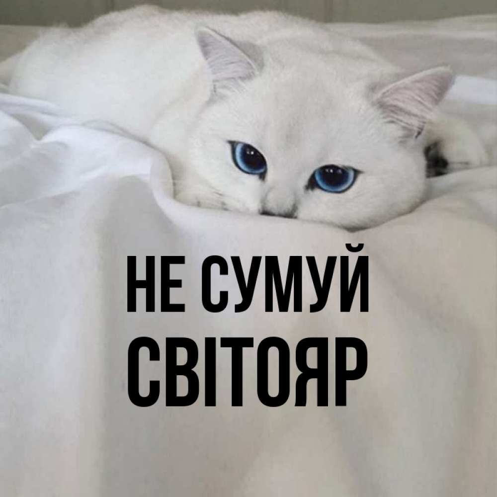 Открытка на каждый день з підписом, Світояр Не сумуй Голубоглазая кошка Прикольна листівка з побажанням онлайн скачати безкоштовно 