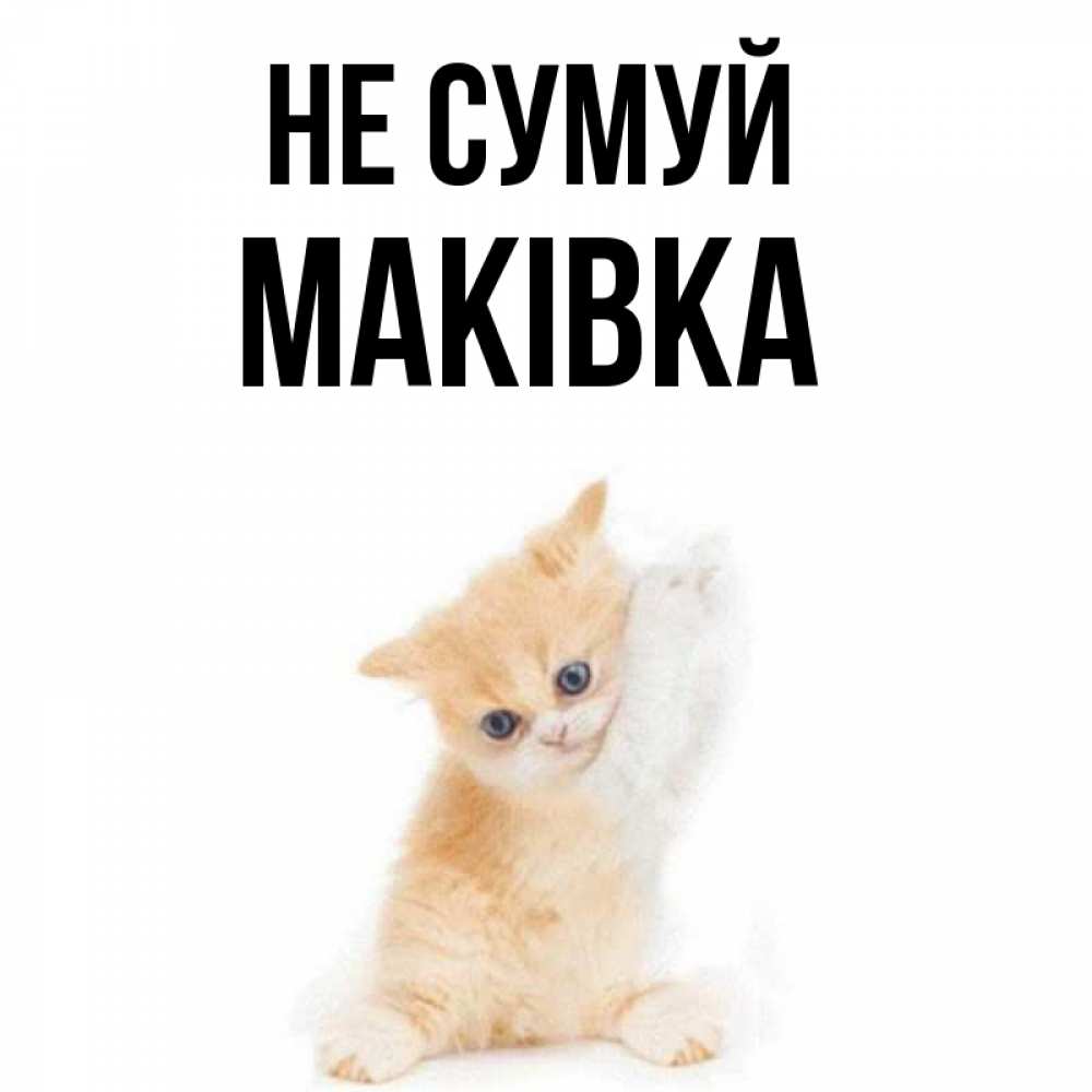 Открытка на каждый день з підписом, Маківка Не сумуй просящий кот Прикольна листівка з побажанням онлайн скачати безкоштовно 
