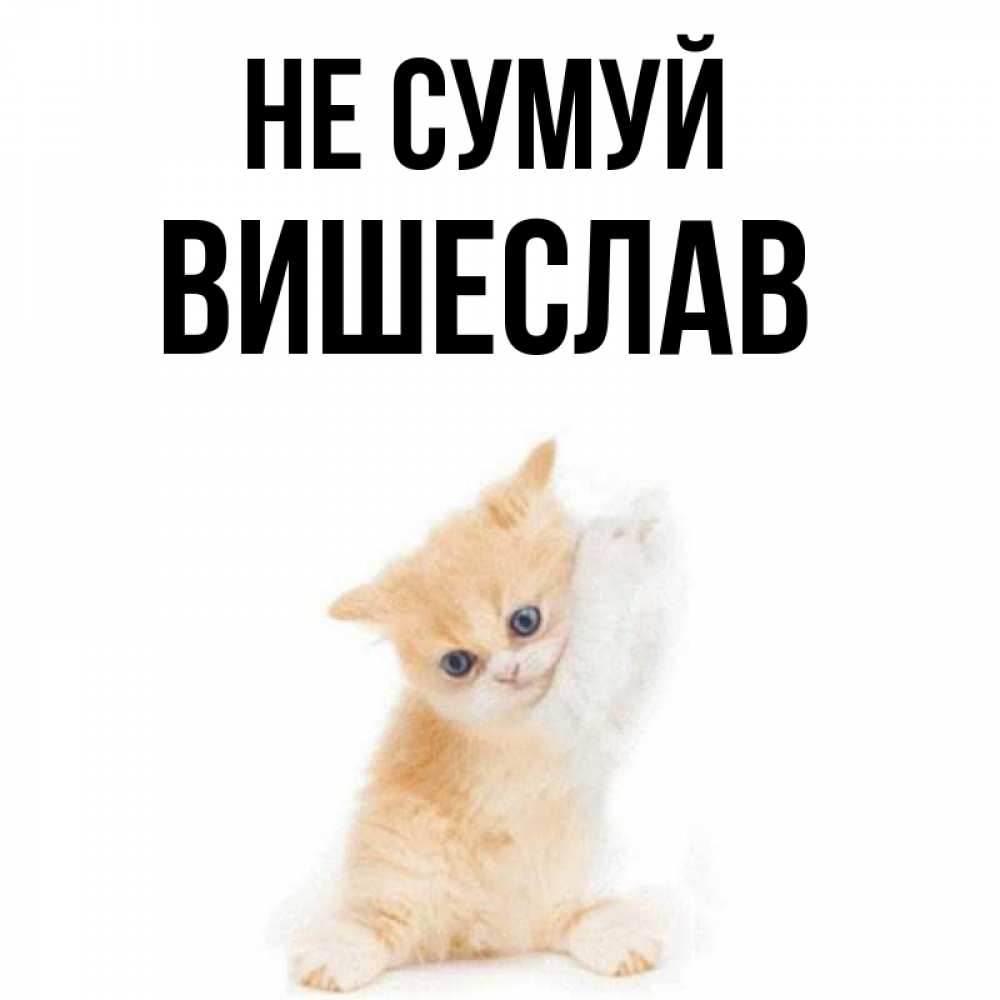 Открытка на каждый день з підписом, Вишеслав Не сумуй просящий кот Прикольна листівка з побажанням онлайн скачати безкоштовно 