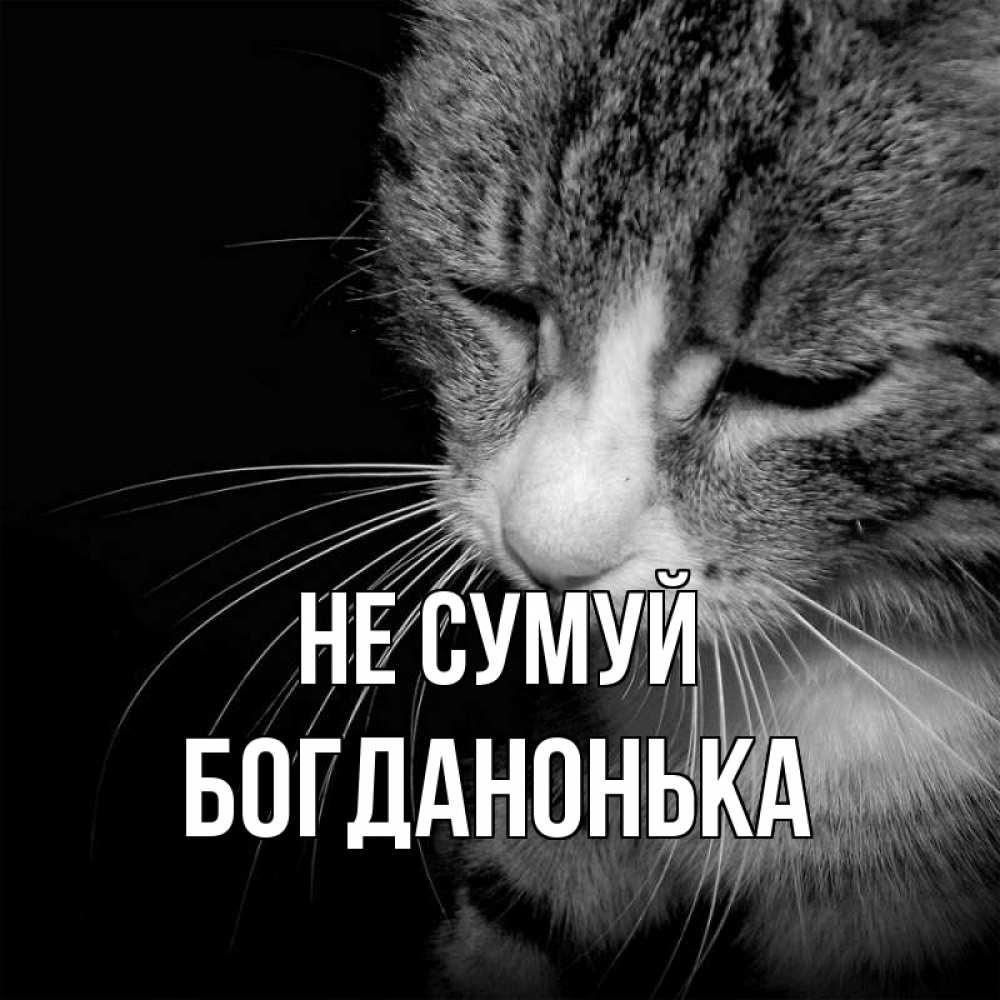 Открытка на каждый день з підписом, Богданонька Не сумуй грустный котик Прикольна листівка з побажанням онлайн скачати безкоштовно 