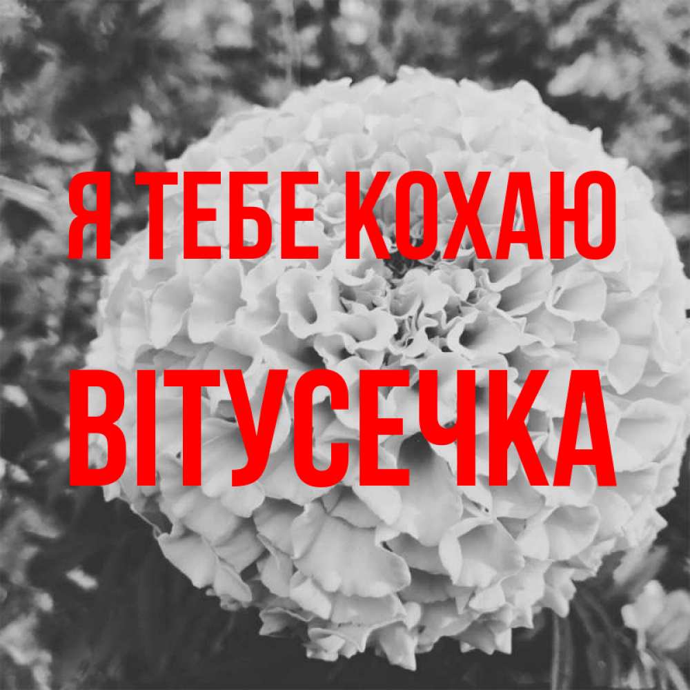 Открытка на каждый день з підписом, Вітусечка Я тебе кохаю подпись Прикольна листівка з побажанням онлайн скачати безкоштовно 