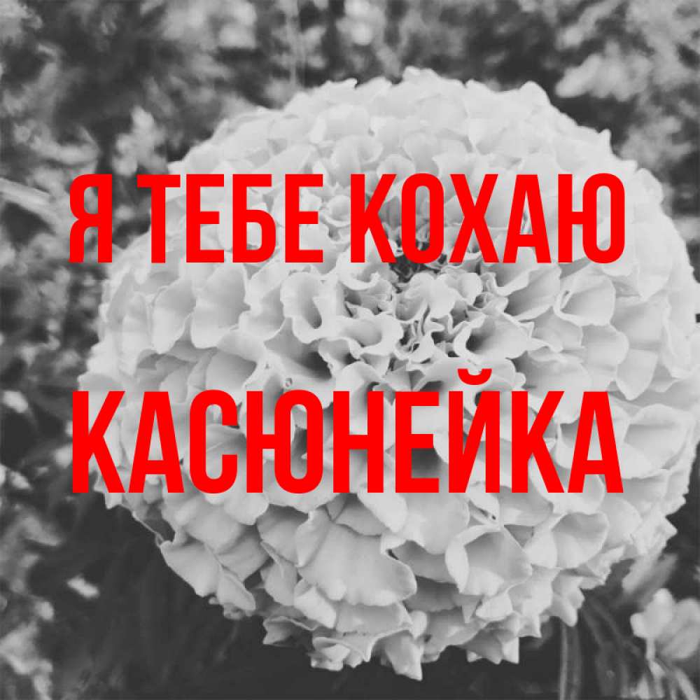 Открытка на каждый день з підписом, Касюнейка Я тебе кохаю подпись Прикольна листівка з побажанням онлайн скачати безкоштовно 