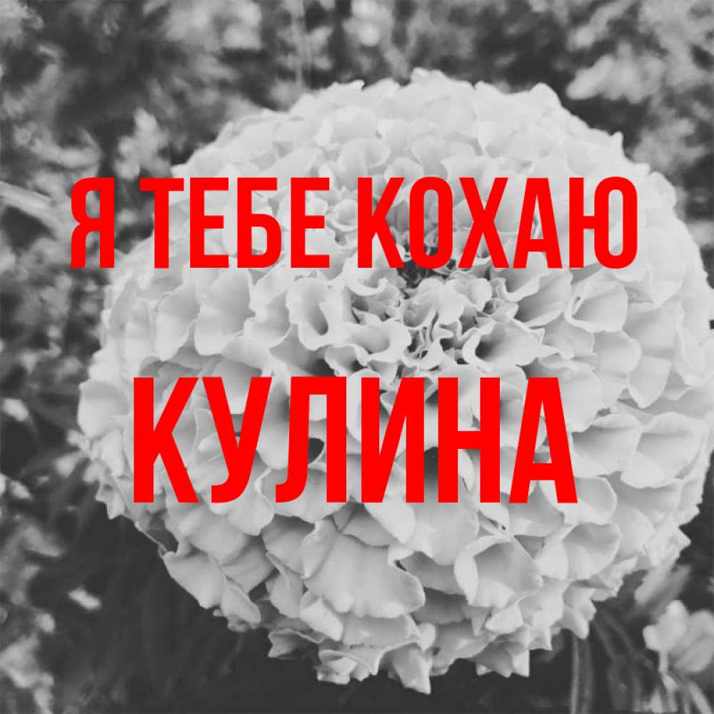 Открытка на каждый день з підписом, Кулина Я тебе кохаю подпись Прикольна листівка з побажанням онлайн скачати безкоштовно 
