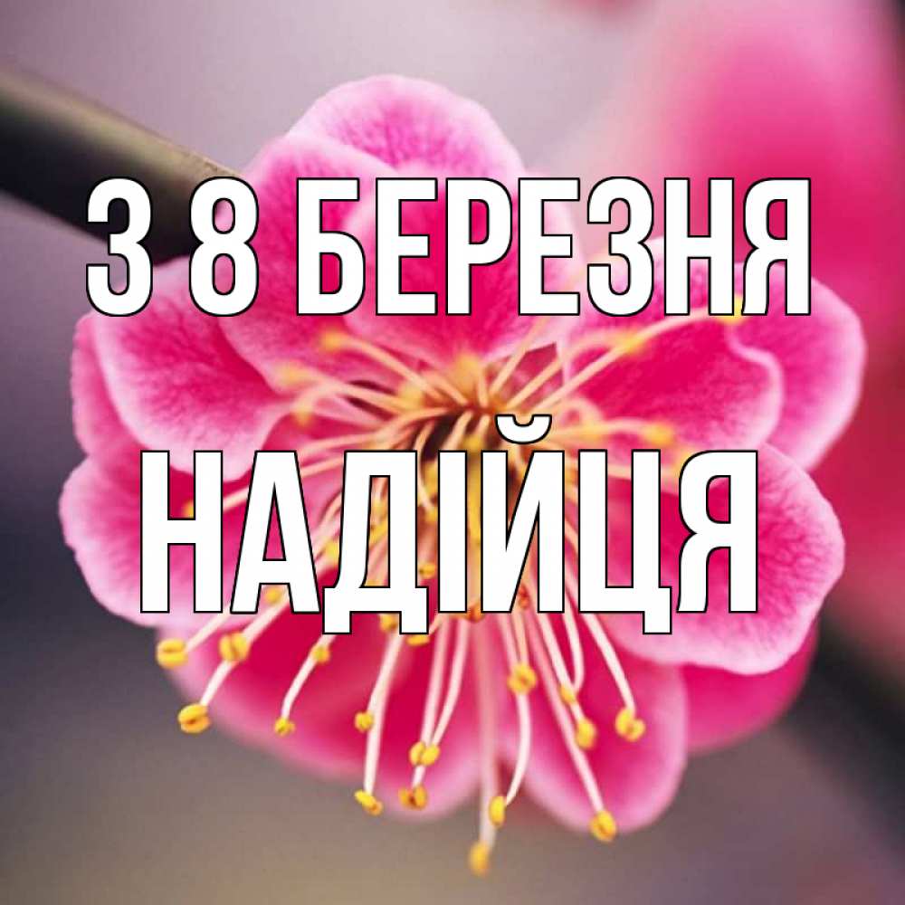 Открытка на каждый день з підписом, Надійця З 8 БЕРЕЗНЯ цветы Прикольна листівка з побажанням онлайн скачати безкоштовно 