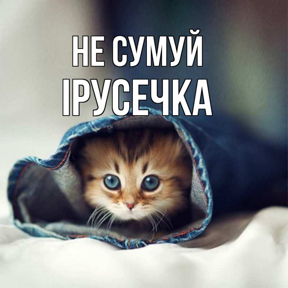 Открытка на каждый день з підписом, Ірусечка Не сумуй рыжик котик Прикольна листівка з побажанням онлайн скачати безкоштовно 