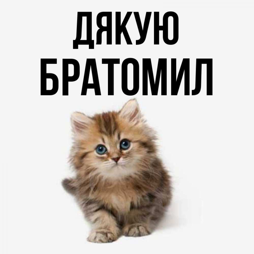 Открытка на каждый день з підписом, Братомил Дякую пушистый котик Прикольна листівка з побажанням онлайн скачати безкоштовно 