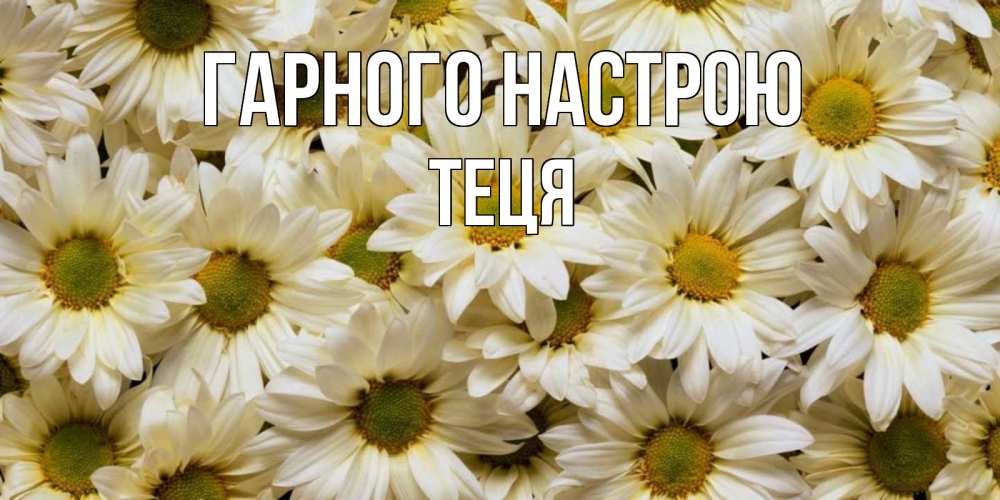 Открытка на каждый день з підписом, Теця Гарного настрою крупные ромашки Прикольна листівка з побажанням онлайн скачати безкоштовно 