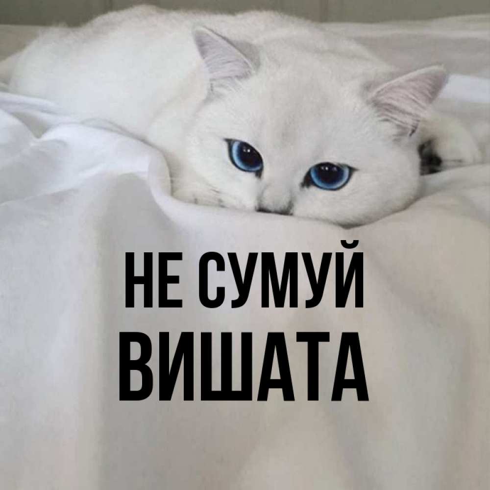 Открытка на каждый день з підписом, Вишата Не сумуй Голубоглазая кошка Прикольна листівка з побажанням онлайн скачати безкоштовно 