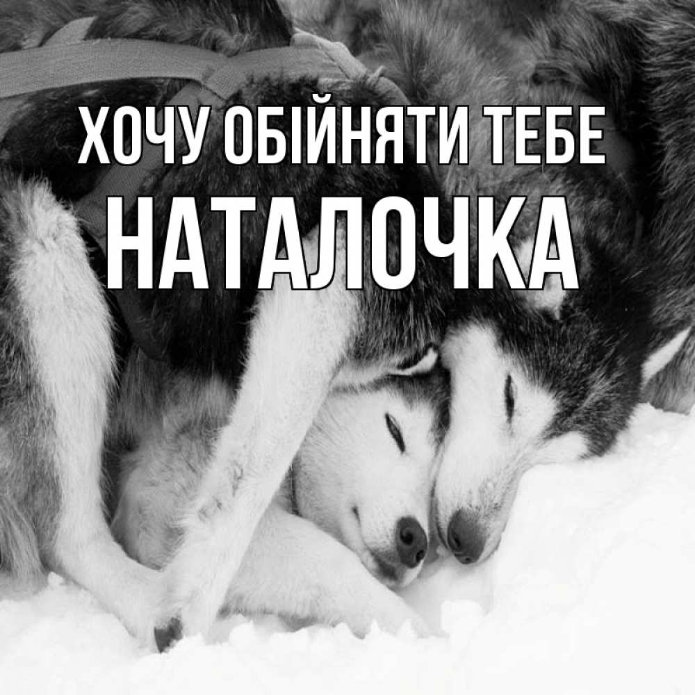 Открытка на каждый день з підписом, Наталочка Хочу обійняти тебе собачки в упряжке Прикольна листівка з побажанням онлайн скачати безкоштовно 
