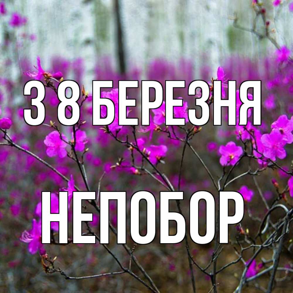 Открытка на каждый день з підписом, Непобор З 8 БЕРЕЗНЯ дикие цветы Прикольна листівка з побажанням онлайн скачати безкоштовно 