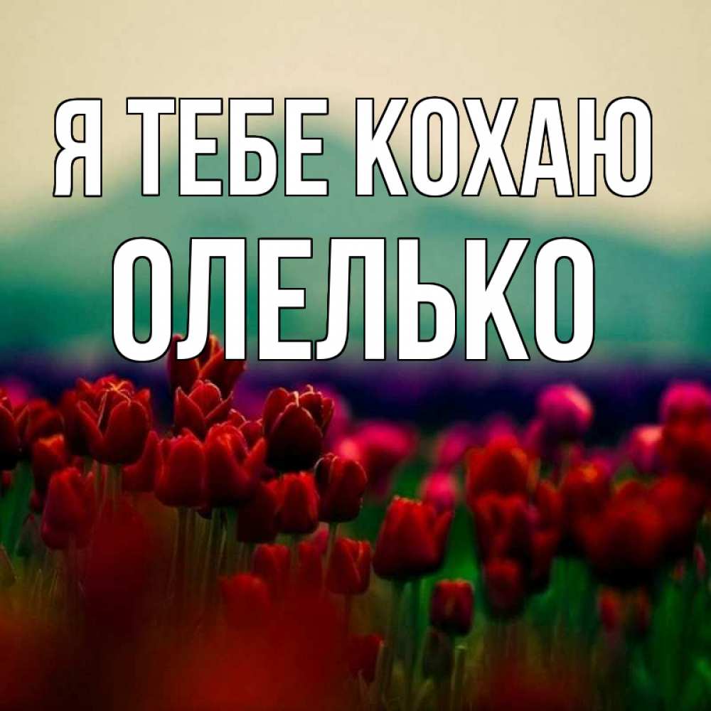 Открытка на каждый день з підписом, Олелько Я тебе кохаю тюльпаны 4 Прикольна листівка з побажанням онлайн скачати безкоштовно 