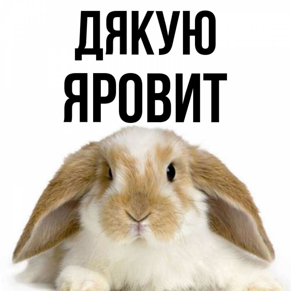 Открытка на каждый день з підписом, Яровит Дякую коричнево белый заяц Прикольна листівка з побажанням онлайн скачати безкоштовно 