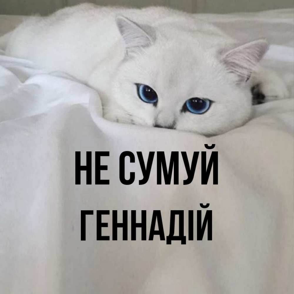 Открытка на каждый день з підписом, Геннадій Не сумуй Голубоглазая кошка Прикольна листівка з побажанням онлайн скачати безкоштовно 