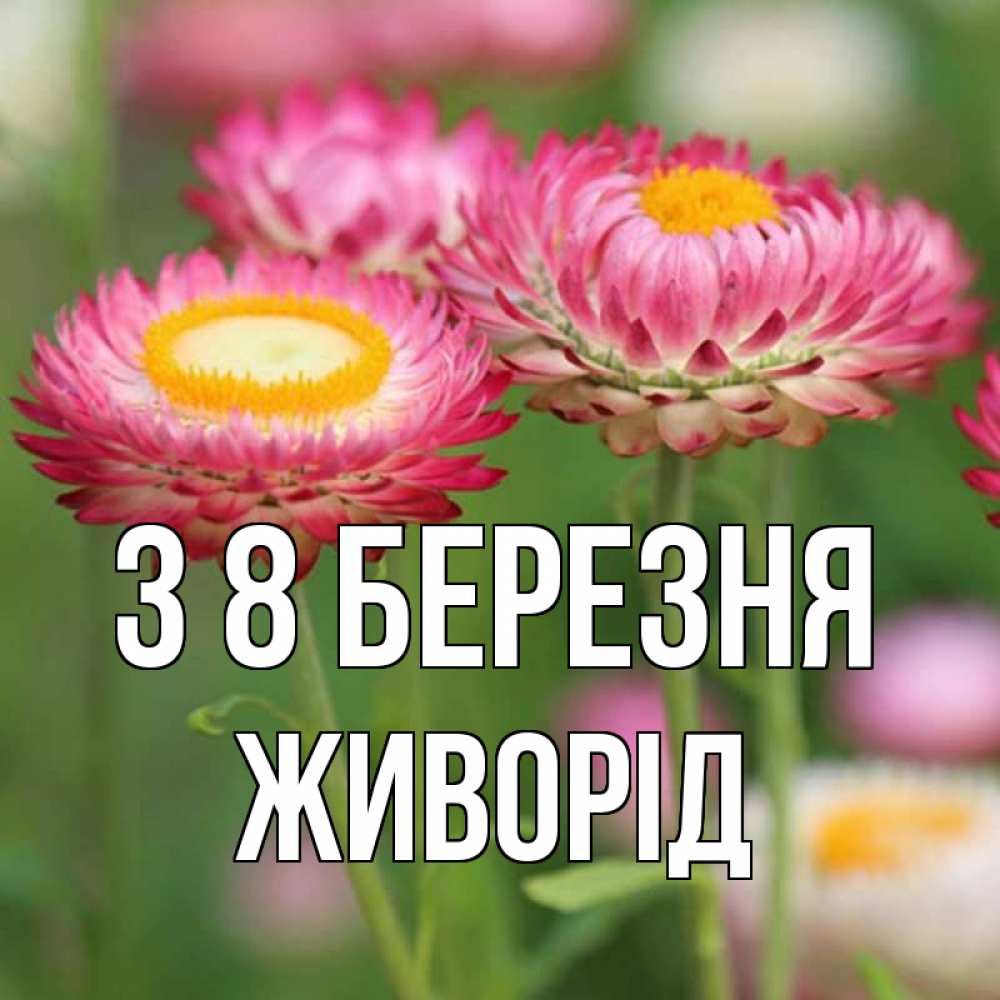 Открытка на каждый день з підписом, Живорід З 8 БЕРЕЗНЯ подарок на международный женский день Прикольна листівка з побажанням онлайн скачати безкоштовно 