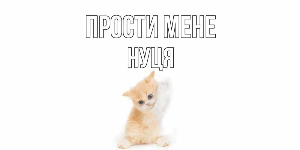Открытка на каждый день з підписом, Нуця Прости мене кот Прикольна листівка з побажанням онлайн скачати безкоштовно 
