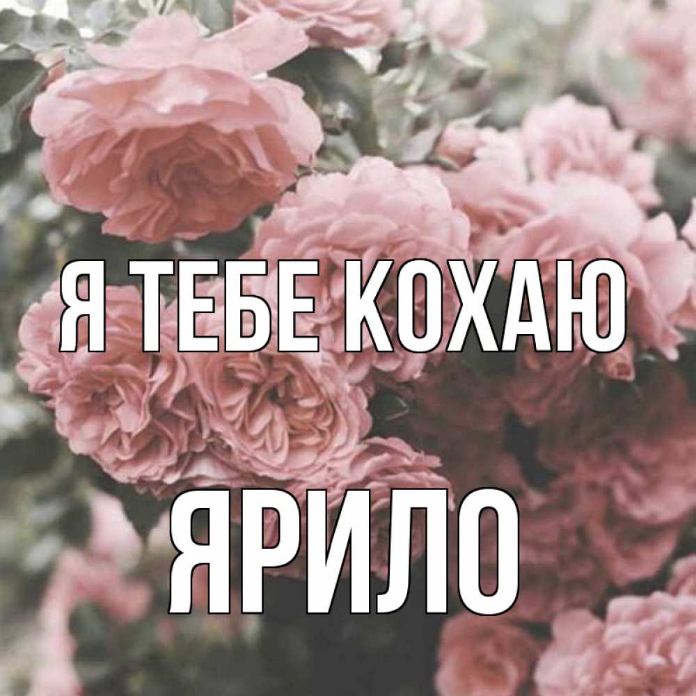 Открытка на каждый день з підписом, Ярило Я тебе кохаю розы 3 Прикольна листівка з побажанням онлайн скачати безкоштовно 