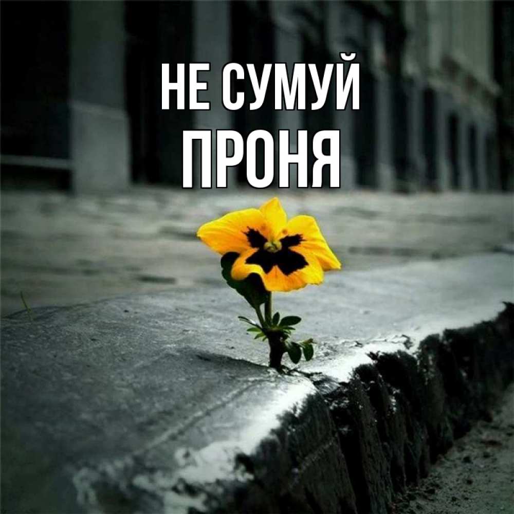 Открытка на каждый день з підписом, Проня Не сумуй не сдавайся Прикольна листівка з побажанням онлайн скачати безкоштовно 