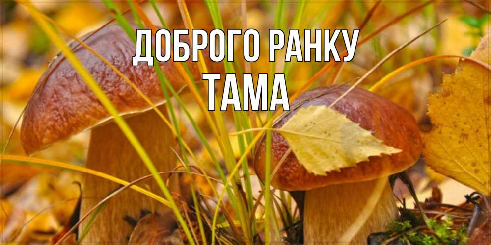 Открытка на каждый день з підписом, Тама Доброго ранку осенние грибы Прикольна листівка з побажанням онлайн скачати безкоштовно 