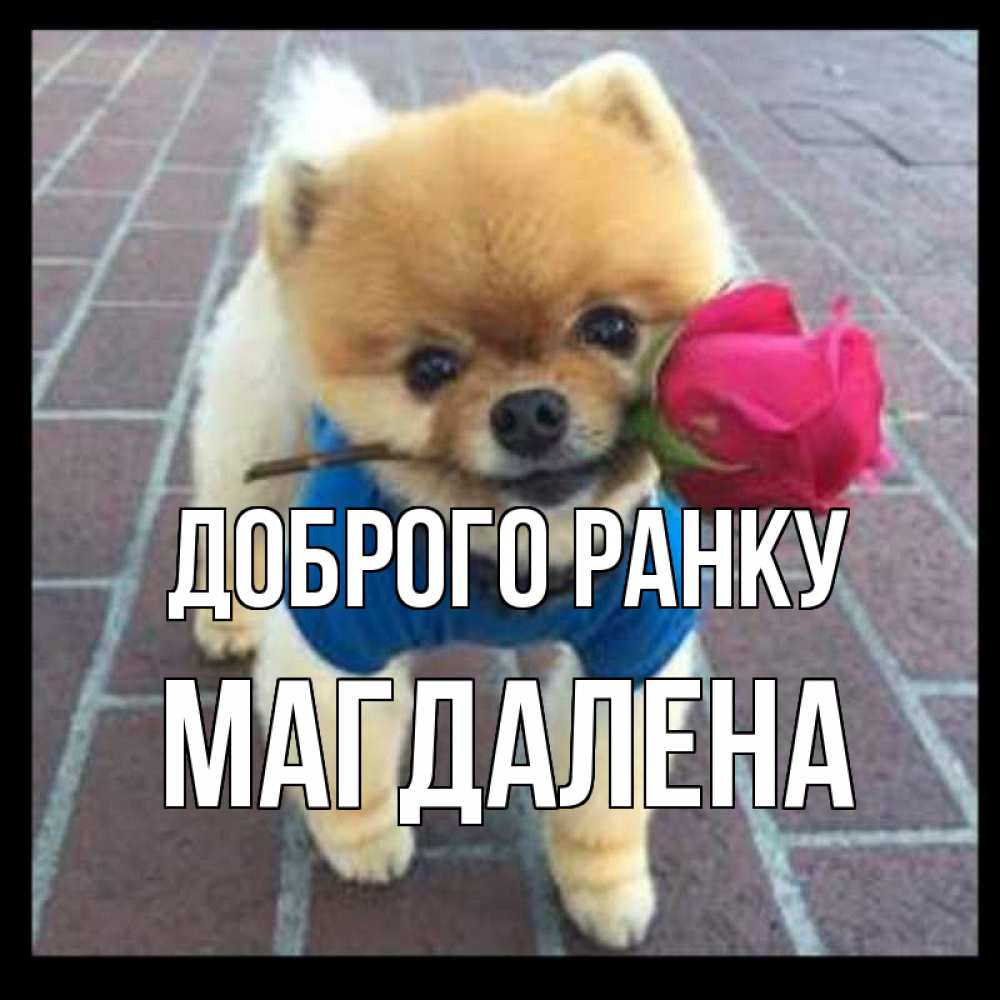 Открытка на каждый день з підписом, Магдалена Доброго ранку роза в зубах Прикольна листівка з побажанням онлайн скачати безкоштовно 