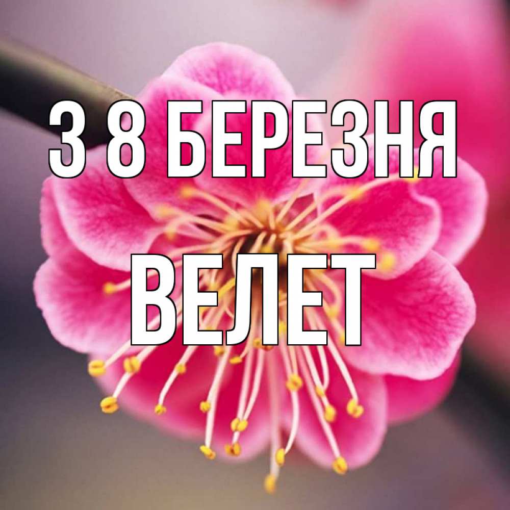 Открытка на каждый день з підписом, Велет З 8 БЕРЕЗНЯ цветы Прикольна листівка з побажанням онлайн скачати безкоштовно 