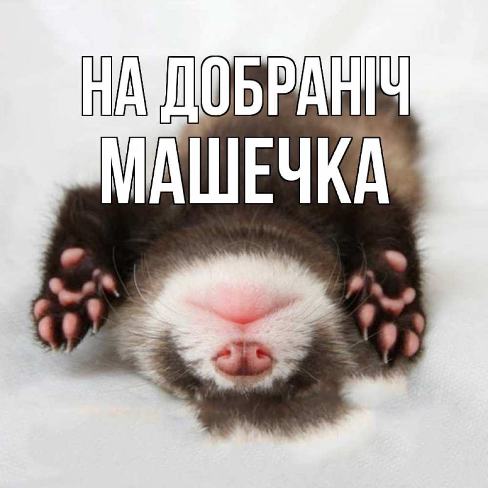 Открытка на каждый день з підписом, Машечка На добраніч зверек Прикольна листівка з побажанням онлайн скачати безкоштовно 