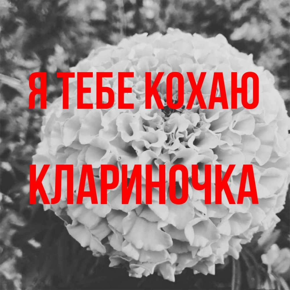 Открытка на каждый день з підписом, Клариночка Я тебе кохаю подпись Прикольна листівка з побажанням онлайн скачати безкоштовно 