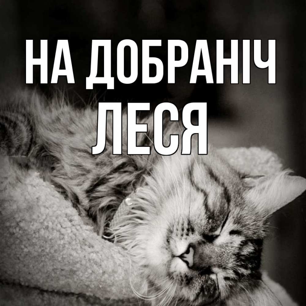 Открытка на каждый день з підписом, Леся На добраніч котярик пушистый Прикольна листівка з побажанням онлайн скачати безкоштовно 