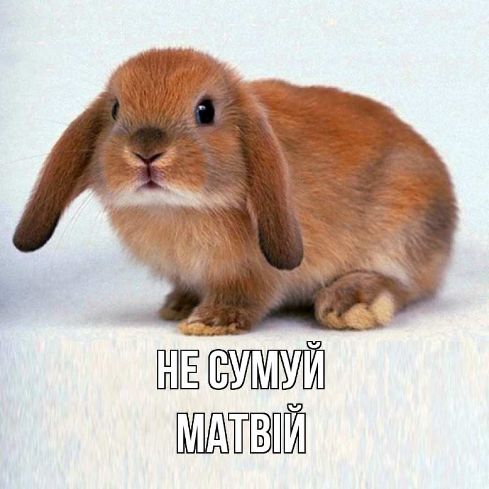 Открытка на каждый день з підписом, Матвій Не сумуй рыжий зая Прикольна листівка з побажанням онлайн скачати безкоштовно 