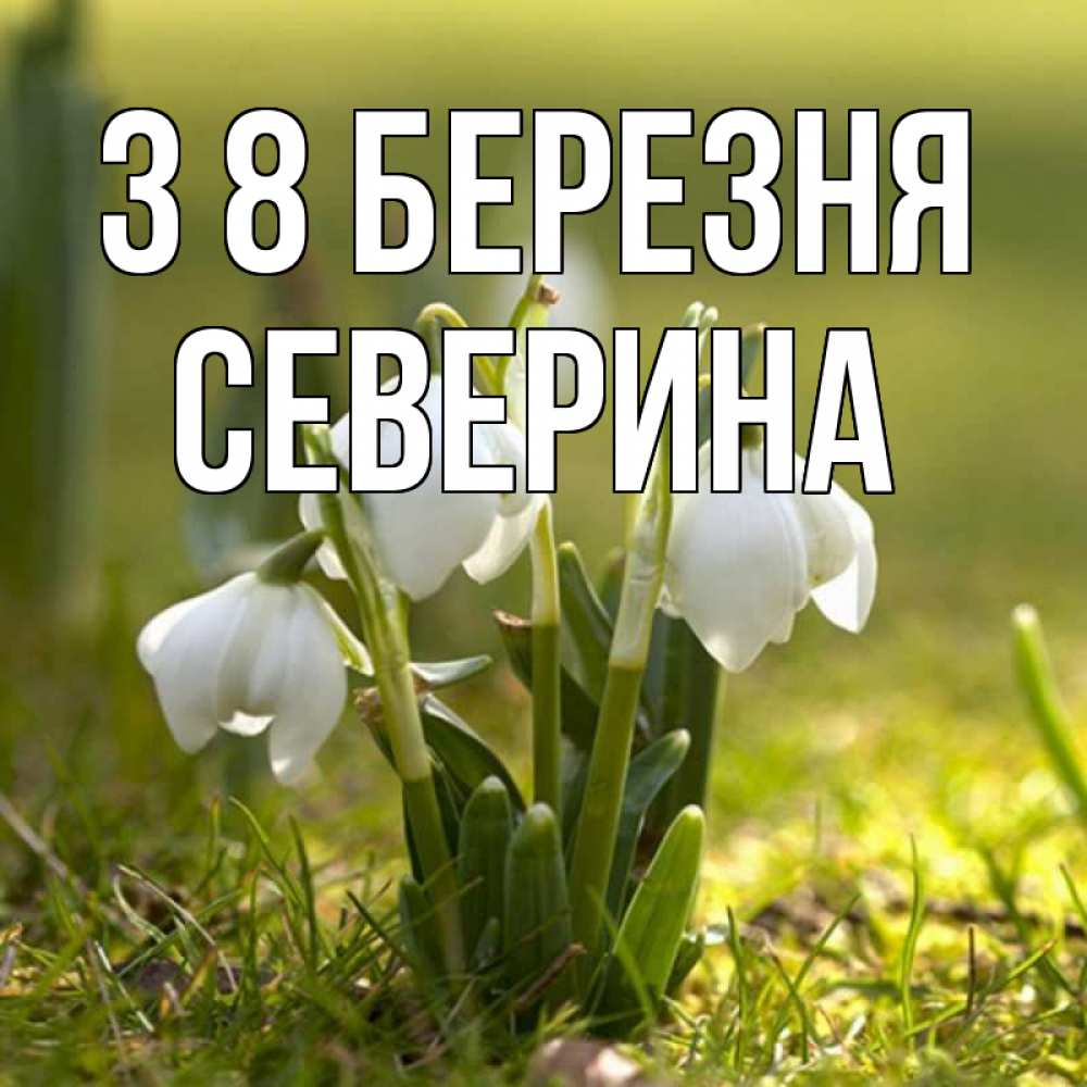 Открытка на каждый день з підписом, Северина З 8 БЕРЕЗНЯ ранние цветы 2 Прикольна листівка з побажанням онлайн скачати безкоштовно 