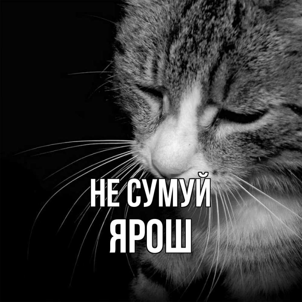 Открытка на каждый день з підписом, Ярош Не сумуй грустный котик Прикольна листівка з побажанням онлайн скачати безкоштовно 