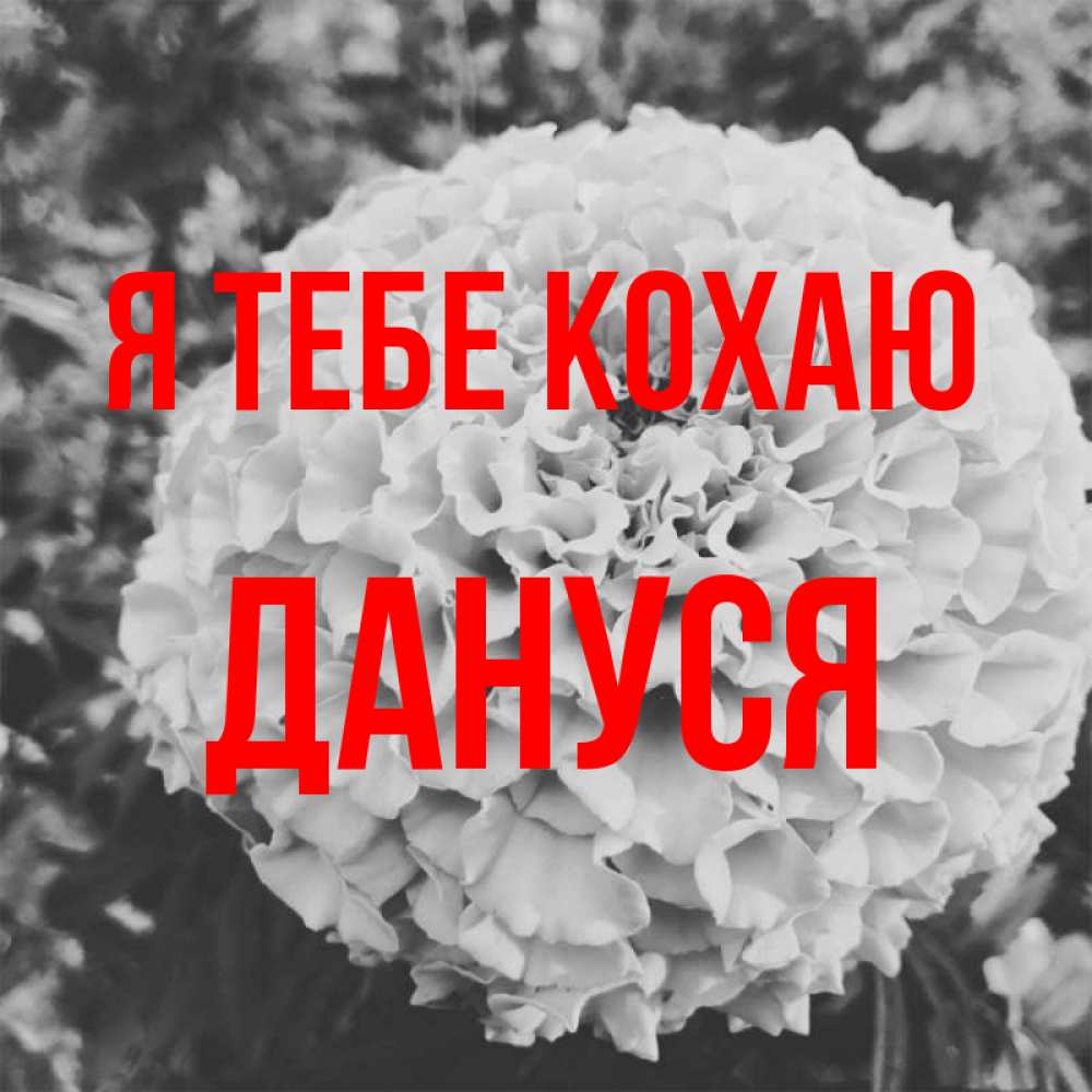 Открытка на каждый день з підписом, Дануся Я тебе кохаю подпись Прикольна листівка з побажанням онлайн скачати безкоштовно 