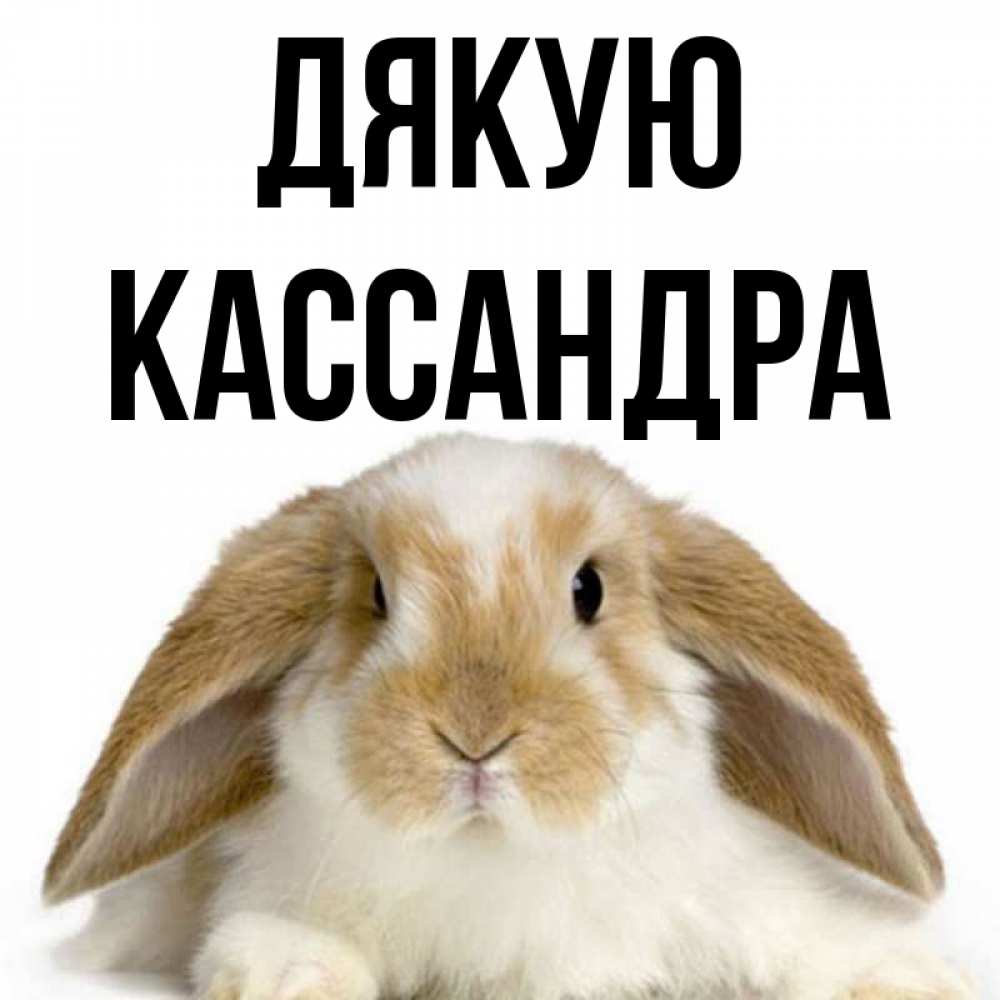 Открытка на каждый день з підписом, Кассандра Дякую коричнево белый заяц Прикольна листівка з побажанням онлайн скачати безкоштовно 